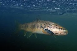 SAKURA Fat Skoon Area 30mm 2.4gr -Goedkope Hengels winkel sakura fat skoon area 30mm 24gr 3